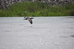 19-05-24_Rees_0179_GA2_0367